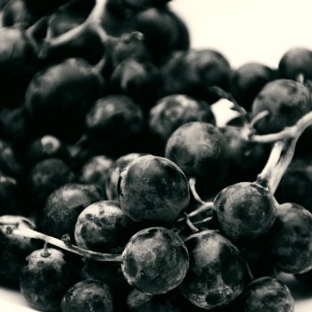 ampelos © catherinepeillon