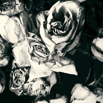 roses mais pourquoi © catherinepeillon
